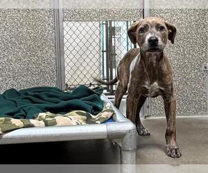 Doberman Pinscher-Unknown Mix Dogs for adoption in Santa Rosa, CA, USA