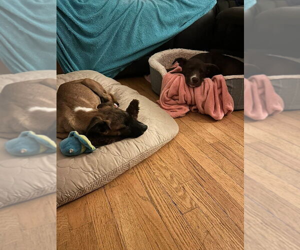 Medium Photo #7 Collie-German Shepherd Dog Mix Puppy For Sale in Lakewood, CO, USA