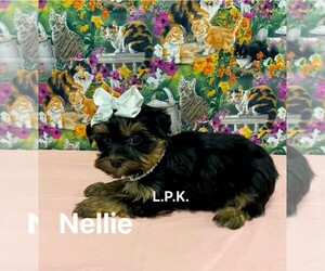 Yorkshire Terrier Puppy for sale in WINNSBORO, LA, USA
