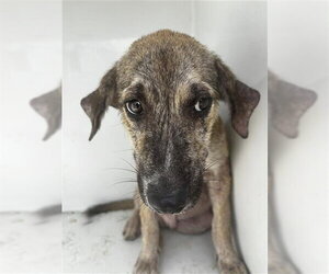 Plott Hound-Unknown Mix Dogs for adoption in Houston, TX, USA