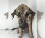 Small Plott Hound Mix