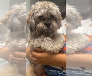 Father of the Shih Tzu-Shih-Poo Mix puppies born on 08/17/2025