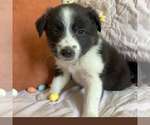 Small #6 Border-Aussie