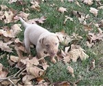 Small #31 Labrador Retriever