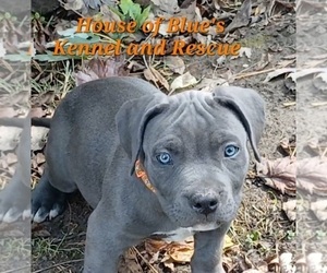 American Pit Bull Terrier Puppy for sale in DELAWARE, OH, USA