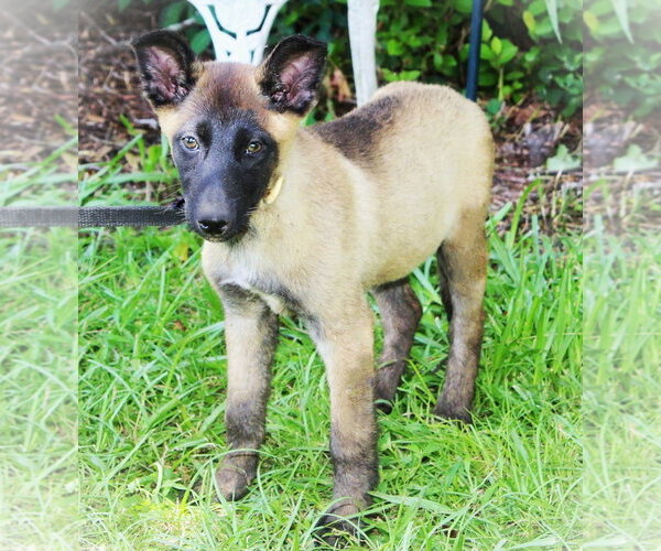 Medium Photo #3 German Shepherd Dog Puppy For Sale in Holly Hill, SC, USA