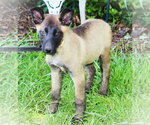 Small #2 German Shepherd Dog