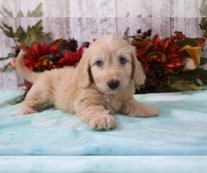 Doodle Puppy for sale in SHILOH, OH, USA