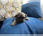 Small #15 Shih Tzu