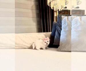 Maltese Puppy for sale in MIAMI, FL, USA