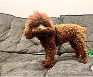 Father of the Goldendoodle (Miniature) puppies born on 06/06/2026