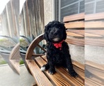 Puppy Red Collar Poodle (Standard)
