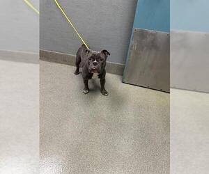 Staffordshire Bull Terrier-Unknown Mix Dogs for adoption in Las Vegas, NV, USA