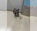 Small Staffordshire Bull Terrier Mix