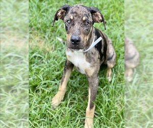 Catahoula Leopard Dog-Unknown Mix Dogs for adoption in Conroe, TX, USA