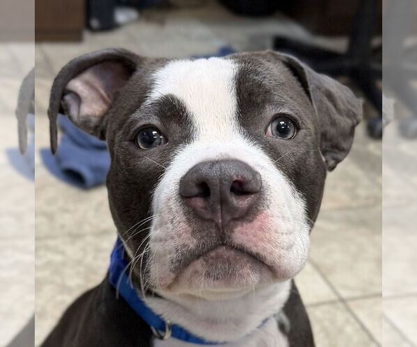 Medium Photo #2 Mutt Puppy For Sale in Jefferson, WI, USA