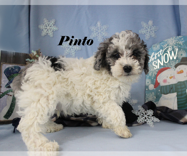 Medium Photo #3 Poodle (Toy) Puppy For Sale in CHANUTE, KS, USA