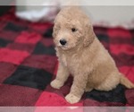 Small #10 Goldendoodle