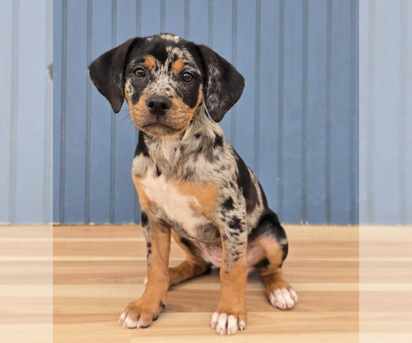 Medium Photo #1 Bulldog-Unknown Mix Puppy For Sale in Lakewood, CO, USA