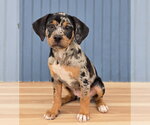 Small Bulldog Mix