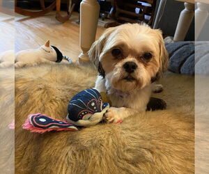 Shih Tzu Dogs for adoption in Davis, CA, USA