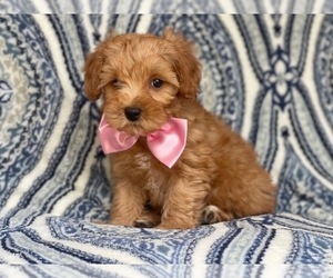 Poodle (Miniature)-Shorkie Tzu Mix Puppy for sale in LAKELAND, FL, USA