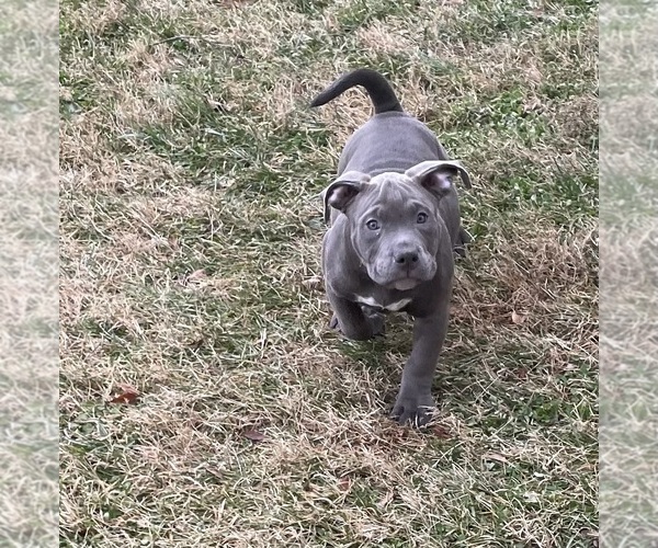 Medium Photo #15 American Bully Puppy For Sale in UPPER MARLBORO, MD, USA
