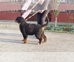 Small #1 Bernese Mountain Dog