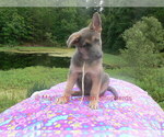 Small #1 German Shepherd Dog