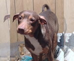 Small #12 Australian Kelpie-Miniature Pinscher Mix
