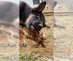 Small #12 German Shepherd Dog-Siberian Husky Mix