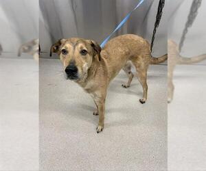 Labrador Retriever-Unknown Mix Dogs for adoption in Fairbanks, AK, USA
