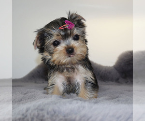 Yorkshire Terrier Puppy for sale in LOS ANGELES, CA, USA