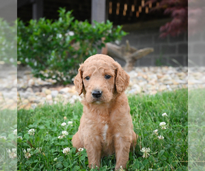 Goldendoodle Puppy for sale in ITASCA, TX, USA