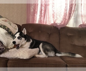 Siberian Husky Puppy for sale in BALTIMORE, MD, USA