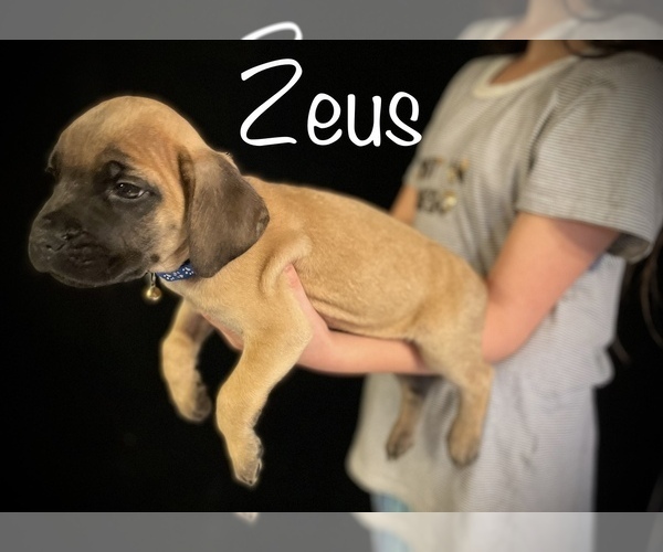 Medium Photo #6 Cane Corso Puppy For Sale in SPRING, TX, USA