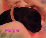 Small Photo #5 Labrador Retriever Puppy For Sale in SWEET HOME, OR, USA