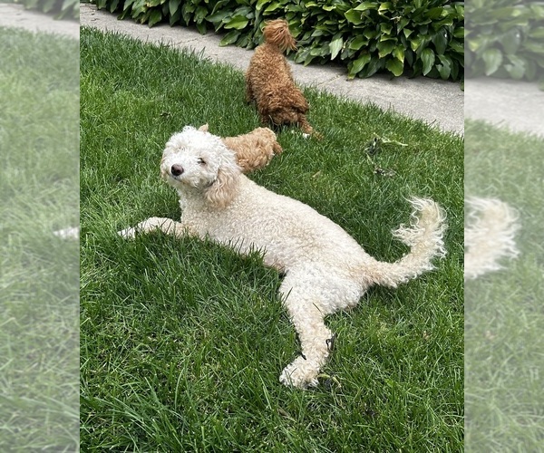 Medium Photo #1 Goldendoodle (Miniature) Puppy For Sale in MAZON, IL, USA