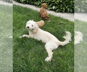 Mother of the Goldendoodle (Miniature) puppies born on 04/22/2025