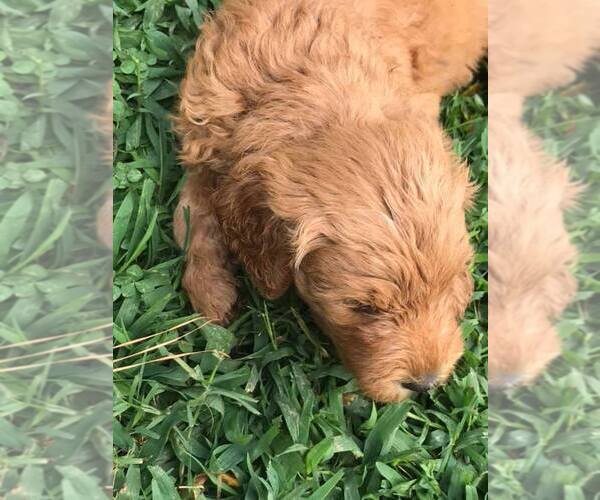 Medium Photo #3 Goldendoodle Puppy For Sale in WOODLAND, AL, USA