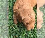 Small Photo #3 Goldendoodle Puppy For Sale in WOODLAND, AL, USA