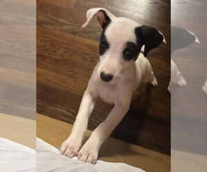 Rat-Cha Dogs for adoption in Davis, CA, USA