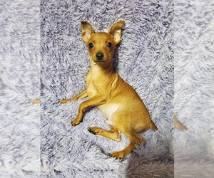 Miniature Pinscher Puppy for sale in NOCONA, TX, USA