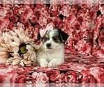Small Photo #5 Cavapoo Puppy For Sale in ATGLEN, PA, USA