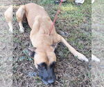 Small #2 Boxer Mix