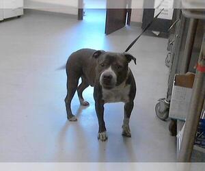 American Pit Bull Terrier Dogs for adoption in Fayetteville, NC, USA