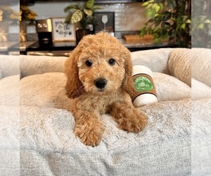 Goldendoodle (Miniature) Puppy for sale in GREENWOOD, IN, USA
