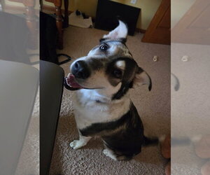 Aussie Siberian Dogs for adoption in New London, WI, USA