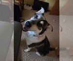 Honeybee - Female Aussie Siberian Dog for Adoption - Small photo