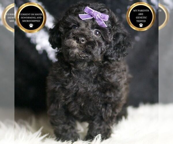 Medium Photo #2 Poodle (Toy) Puppy For Sale in WARSAW, IN, USA